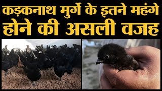 Jhabua के मशहूर Kadaknath मुर्गे की पूरी कहानी [upl. by Nniuq]