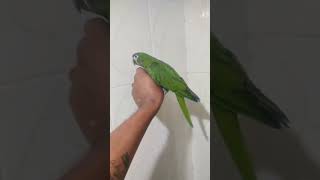 Mini Macaw Tamed watch amp enjoy friendsmini macaw tamed parrot birdsworld [upl. by Mesics676]