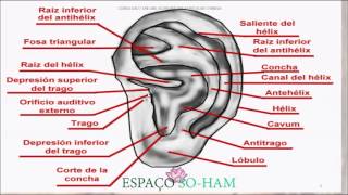 CURSO ACUPUNTURA AURICULAR MÓDULO V Anatomia auricular [upl. by Suhcnip53]