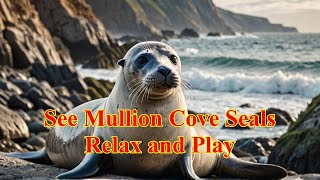 Seals of Mullion Cove The Ultimate Masters of Chill [upl. by Keg235]