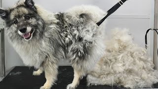 First groom in NINE years Four hour transformation on extremely matted Keeshond dog [upl. by Otxis316]