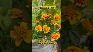 Stunning New Marigold  Seed to Bloom in 6 Weeks  Rare Seeds from Baker Creek gardening flowers [upl. by Ybroc654]