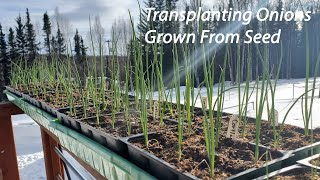 How To Transplant Onion Seedlings Grown From Seed [upl. by Keyser]