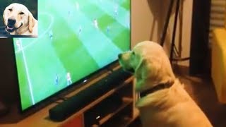 Dogs reaction to football compilation [upl. by Eniak]