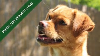 Infos zur Hundevermittlung  TierheimTV Hannover [upl. by Lindblad]