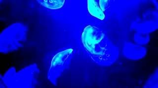 JENKINSONs AQUARIUM BLACK LIGHT LIT JELLYFISH 2nd 4K SCREENSAVER [upl. by Ylevol]