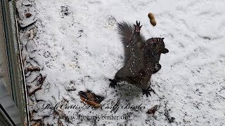 Sciurus carolinensis EASTERN GRAY SQUIRRELS learn to catch treats 2002210 [upl. by Eenar]