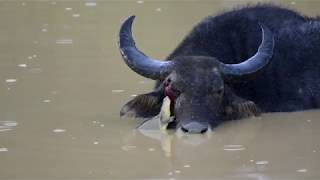 Buffalo and soft shelled terrapin  Leopard Trails [upl. by Grekin]