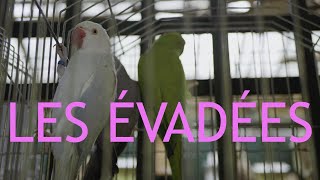 Des perruches dans Paris   LES ÉVADÉES 🎬 Documentaire [upl. by Aehsan]