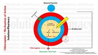 Antimalarial Drugs  Chloroquine Mechanism of Action With Animation  Chloroquine MOA in Malaria [upl. by Pontius]