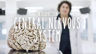 Neuroanatomy S1 E1 Intro to the Central Nervous System neuroanatomy science medicine brain [upl. by Joed476]