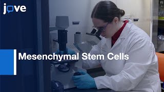 Mesenchymal Stem Cells Isolation and Expansion  Protocol Preview [upl. by Enobe]