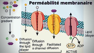 la perméabilité de la membrane plasmique biologie cellulaire 🔥شرح بالدارجة🔥 [upl. by Aderb848]