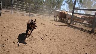 Hard Working Australian Kelpies [upl. by Hjerpe]