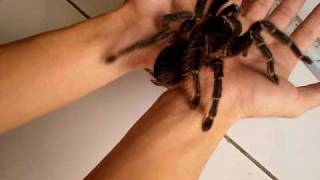 handling salmon pink birdeater  lasiodora parahybana by ah fook [upl. by Atikihc]