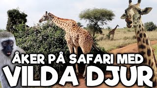 ARG APA ATTACKERAR DORIS  Åker på Safari Med Vilda Djur [upl. by Tod366]