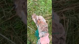 Ferreting Rabbit in Purse Net💥 [upl. by Akselav]