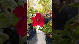 Petunia plant ☘️shorts gardening petunia flowers plants gardningtips garden gardenplants [upl. by Anjela50]