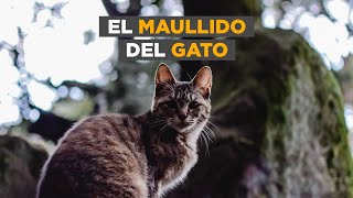 El maullido del gato por qué es el lenguaje que reservan para los seres humanos [upl. by Ynej]