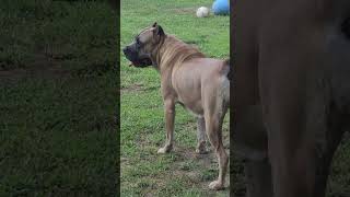 Big Formentino Cane Corso formentinocorso canecorso italianmastiff [upl. by Dagny]