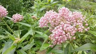 Swamp Milkweed will bring beauty Butterflies and pollinators to your garden [upl. by Inanuah]