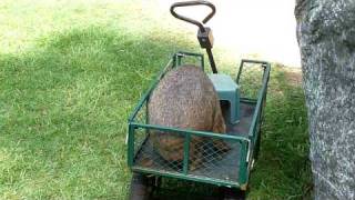 Wombat jumping at Australia Zoo Queensland [upl. by Madanhoj]