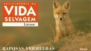 Vida Selvagem  Raposas Vermelhas  Parte 1  5 [upl. by Nysa557]