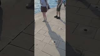 The Sea Organ Zadar livegiveandtravel nature croatia youtubeshorts sunset [upl. by Donegan715]