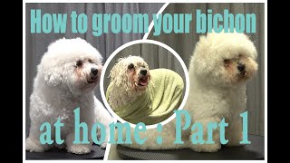 How to groom your bichon at home Part 1 the prep work [upl. by Eissirhc875]