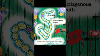 systematic diagrammatic structure of nostoc a green algaefrom NCERT biology neet upboard cbse [upl. by Adnohsar337]