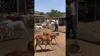 guidinelore Aqui manejo com docilidade é desde o inicio 👍👍🇧🇷🇧🇷 [upl. by Vins]