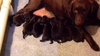 RICOCHET LABRADORS ENGLISH CHOCOLATE LABRADOR PUPPIES 8 DAYS OLD [upl. by Ramgad430]