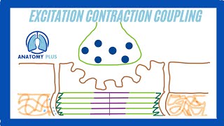 Excitation Contraction Coupling [upl. by Ymled489]