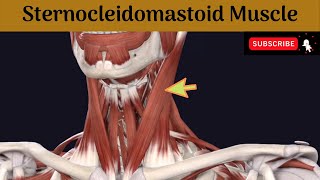 Sternocleidomastoid muscle  Attachment  Nerve Supply  Action  Relations [upl. by Bicknell]