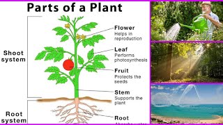 parts of a plant for kidswhat are the 5 parts of plants [upl. by Jehovah]