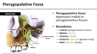 Pterygopalatine Fossa [upl. by Adnoral]