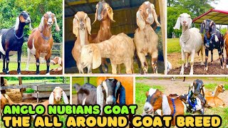 Anglo Nubian Goats The All Around Goat Breed [upl. by Hose629]