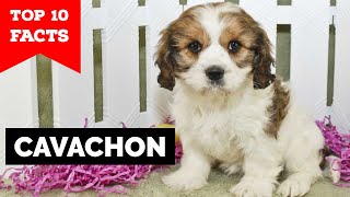 Cavachon  Top 10 Facts [upl. by Remliw520]