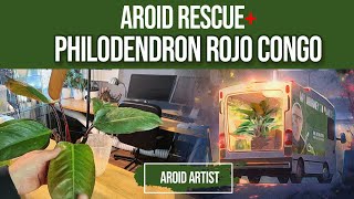 AROID Rescue  Saving a Philodendron Rojo Congo [upl. by Caves237]