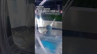 【銀翔狐】～塩浴・松かさ病治療記Day3 aquarium アクアリウム 松かさ病 赤斑病 魚病 塩浴 シルバーフライングフォックス [upl. by Atinnek]