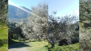 Olive Tree Pruning  Olive Tree Care [upl. by Yeorgi75]