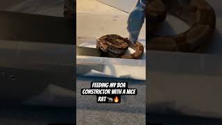 Feeding my boa a nice rat reptiles boaconstrictor youtubeshorts feeding👑 [upl. by Drooff726]