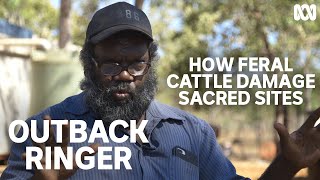 How feral buffalo and cattle damage sacred Aboriginal sites  Outback Ringer [upl. by Assej43]