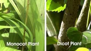 Monocot and Dicot Plants  MeitY OLabs [upl. by Zaneski451]