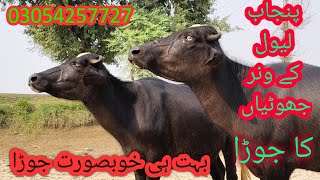 watch piure Nili Ravi buffalo for sale sheraz Kharal [upl. by Yromem678]