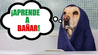 Cómo BAÑAR a un PERRO fácil rápido y sin MIEDOS 100 EFECTIVO [upl. by Sheepshanks297]