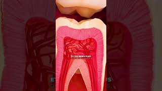 Pourquoi grincer des dents est mauvais 🦷😱 [upl. by Hertzfeld]