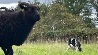 Training and understanding a working sheepdog pt3 [upl. by Leak139]