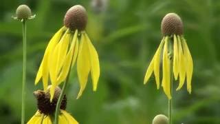 Illinois Prairie Restored Tallgrass Prairie at Midewin [upl. by Murdock185]