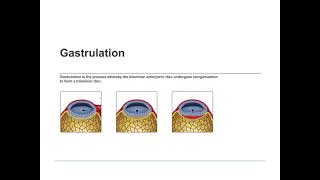 3rd Week of Development Trilaminar Germ Disc [upl. by Ellehcrad]